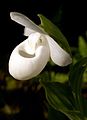 Cypripedium reginae alba color