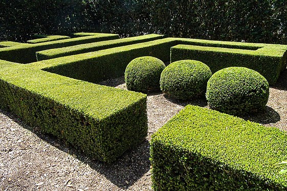 Hedges near the topiary garden of Lotusland, Montecito, CA