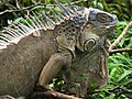 Closeup of a wild iguana in Costa Rica