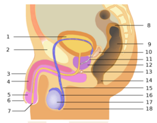 Male anatomy numbers 1.png