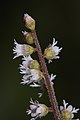 Mitella trifida