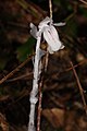 Monotropa uniflora