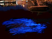 Noctiluca scintillans