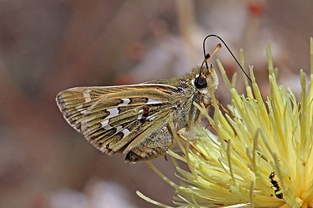 Hesperia comma (Silver-spotted skipper)