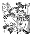 Solidago patula (drawing)