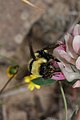 Unidentified Bombus