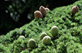 Foliage and cones, 'Cedars of God', Lebanon