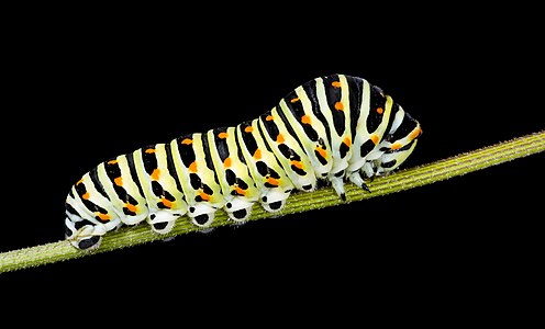 Papilio machaon (Old World Swallowtail), caterpillar