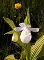 Cypripedium reginae alba color