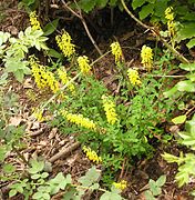 Cytisus nigricans