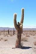 Los Cardones National Park 08.jpg