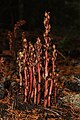 Monotropa hypopitys