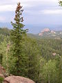 Tree, Pikes Peak, Colorado