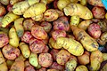 Oxalis tuberosa (oca or New Zealand yam) SOUTH AMERICA