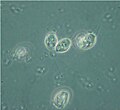 Codosiga sp. single cells