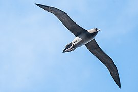 2021-10 Amsterdam Island - Dark-mantled sooty albatross 19.jpg