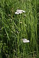 Achillea millefolium