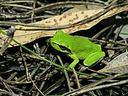   Hyla sarda