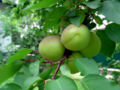 Apricot, detail, photo in ČR 07-2006