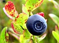 Vaccinium myrtillus (Bilberry)