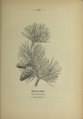 Plate 151 Pinus sylvestris