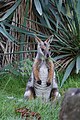 * Nomination: Rock wallaby (Petrogale xanthopus) at Mulhouse Zoo (Haut-Rhin, France). --Gzen92 07:44, 13 August 2024 (UTC) * * Review needed