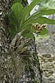 Epiphyt. Flor @ Cahal Pech, San Ignacio, Belize