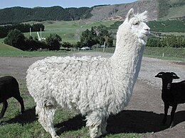 alpaca