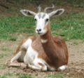 Mhorr Gazelle at the Louisville Zoo