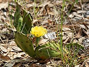 Opuntia humifusa