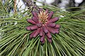 Pinus ponderosa