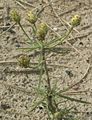 Plantago arenaria