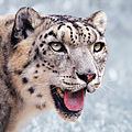 26 Snow leopard portrait-2010-07-09 uploaded by Niabot, nominated by Carschten