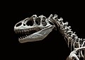 67 Allosaurus fragilis moulage MNHN paleontologie 1 uploaded by Jebulon, nominated by Jebulon