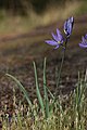 Camassia quamash