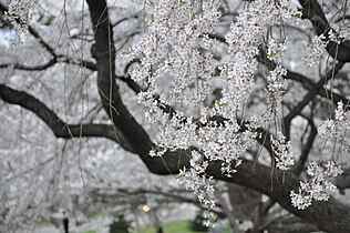 Spring, Branch Brook Park, New Jersey