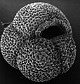 REM foto of a planktic foraminifera