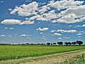 Rice field in the Carmargue, France