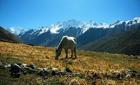 A nice view of Mt. Ganchempo(Elevation:6387m) and range seen from Kyanjin Gompa, Langtang National Park, Rasuwa, Nepal. नेपालको रसुवा स्थित लाङटाङ राष्ट्रिय निकुञ्जको क्यान्जीन गोम्पा क्षेत्रमा रहेको गनच्याम्पो हिमालको एक मनोरम दृश्य । ©Mohan K. Duwal