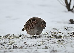 Grey partridge (40403952623).jpg