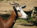 Mhorr Gazelle at the Louisville Zoo