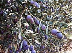 Olives IMG 3151-1.jpg