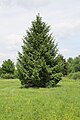 standalone Picea abies