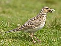 67 Skylark 2, Lake District, England - June 2009 uploaded by Diliff, nominated by Trachemys