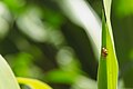 * Nomination The cocoon of a Ladybird Parasitoid Wasp underneath an Asian Lady Beetle --FlocciNivis 17:47, 23 May 2023 (UTC) * Decline  Oppose Nothing is sharp. Sorry. --Ermell 20:31, 23 May 2023 (UTC)