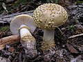 Amanita franchetii