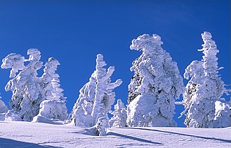 Snow covered trees on mount Brocken, Harz, German