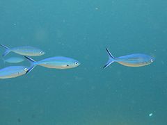 Caesio caerulaurea Maldives.JPG