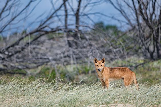 Dingo Fraser Island -- User Newretreads