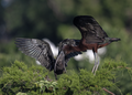 * Nomination A Glossy Ibis feeds its young by regurgitating. --Needsmoreritalin 03:42, 18 August 2024 (UTC) * Promotion  Support Good quality. --Giles Laurent 06:09, 18 August 2024 (UTC)